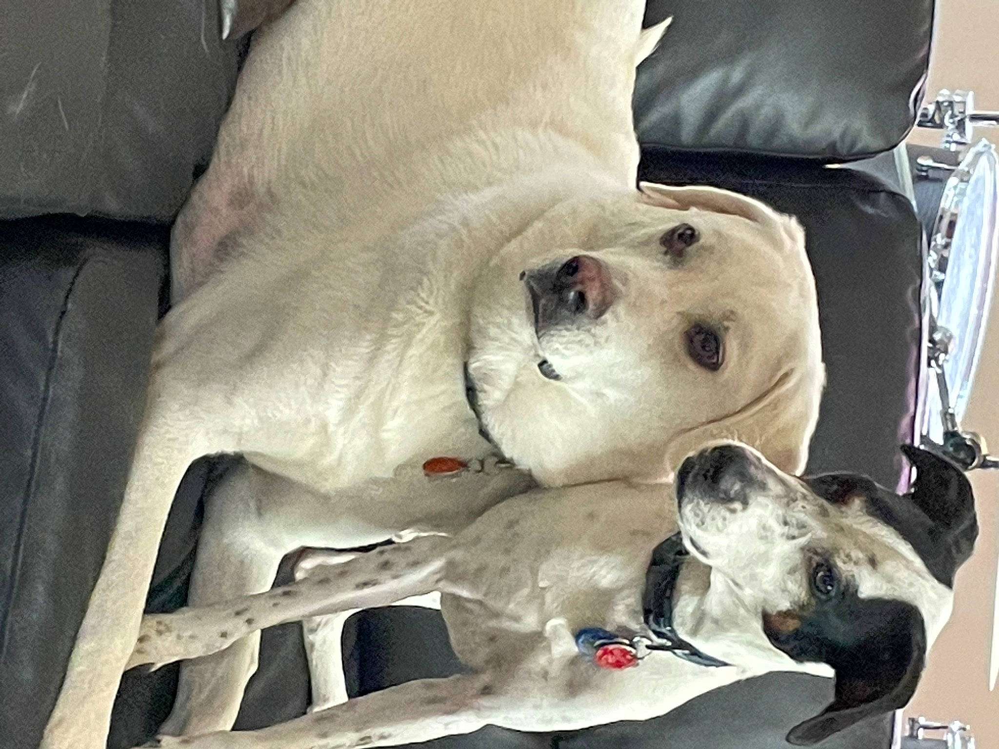 Cashew joined the competition — help win amazing prizes! bag, canidae, carnivore, collar, comfort, companion_dog, dog, dog_breed, fawn, fur, luggage_and_bags, non_sporting_group, plastic_bag, snout, sporting_group, terrestrial_animal, working_animal