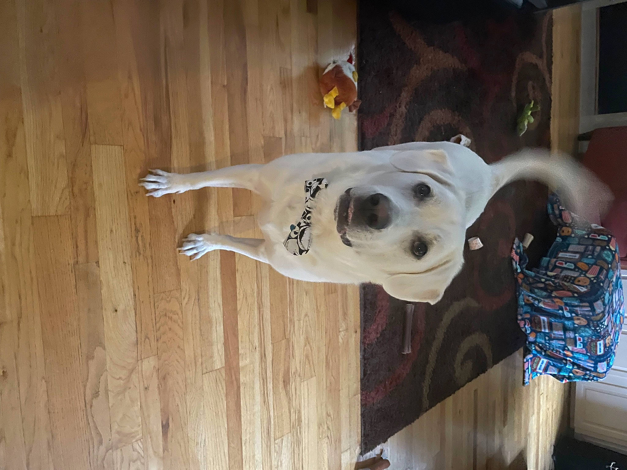 Oz joined the competition — help win amazing prizes! art, bone, carnivore, companion_dog, dalmatian, dog, dog_breed, door, fawn, flooring, hardwood, skeleton, skull, snout, sporting_group, tail, window, wood, wood_stain, working_animal