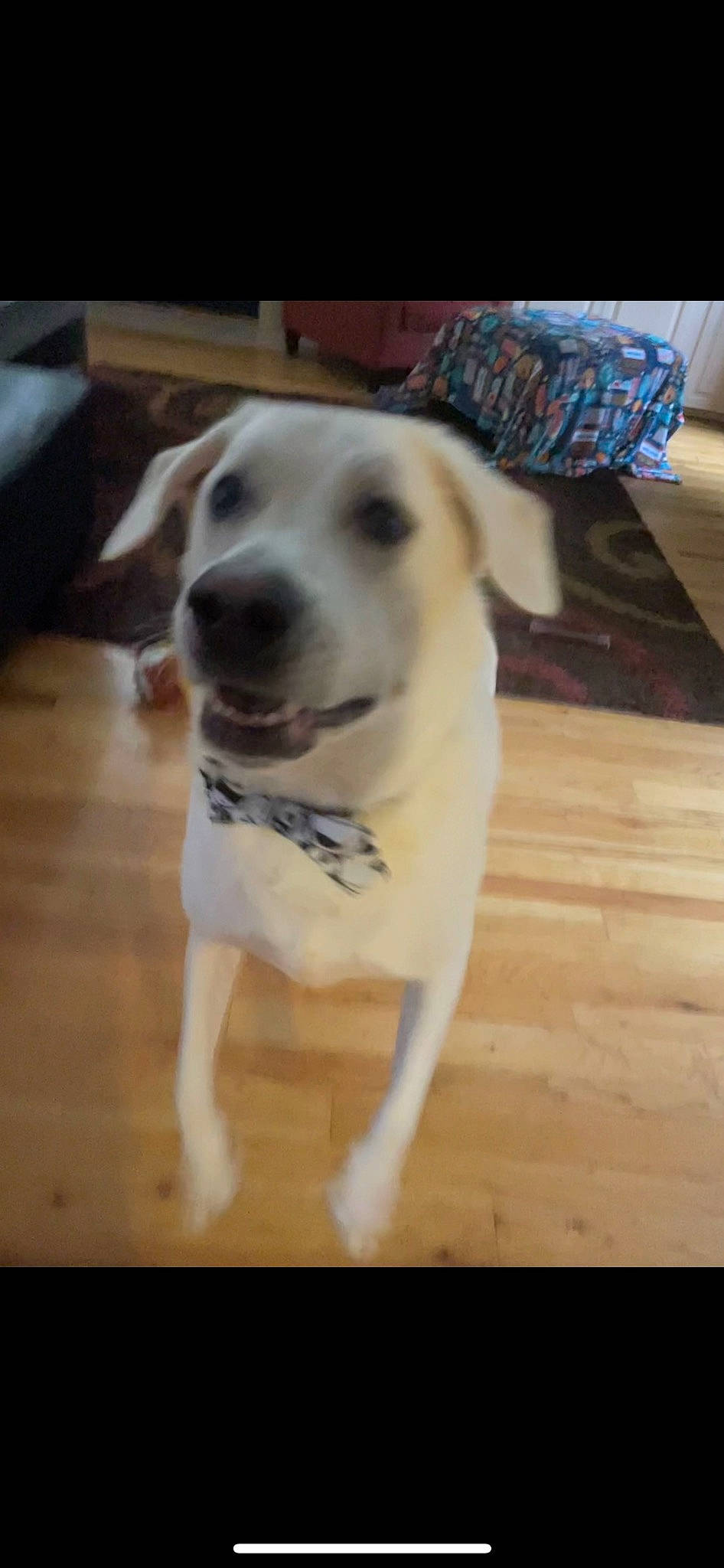 Oz is registered to the contest to win money with this photo: canidae, carnivore, companion_dog, dog, dog_breed, eye, fawn, floor, flooring, hardwood, pet_supply, puppy, snout, sporting_group, tail, terrestrial_animal, whiskers, wood, wood_flooring, working_animal