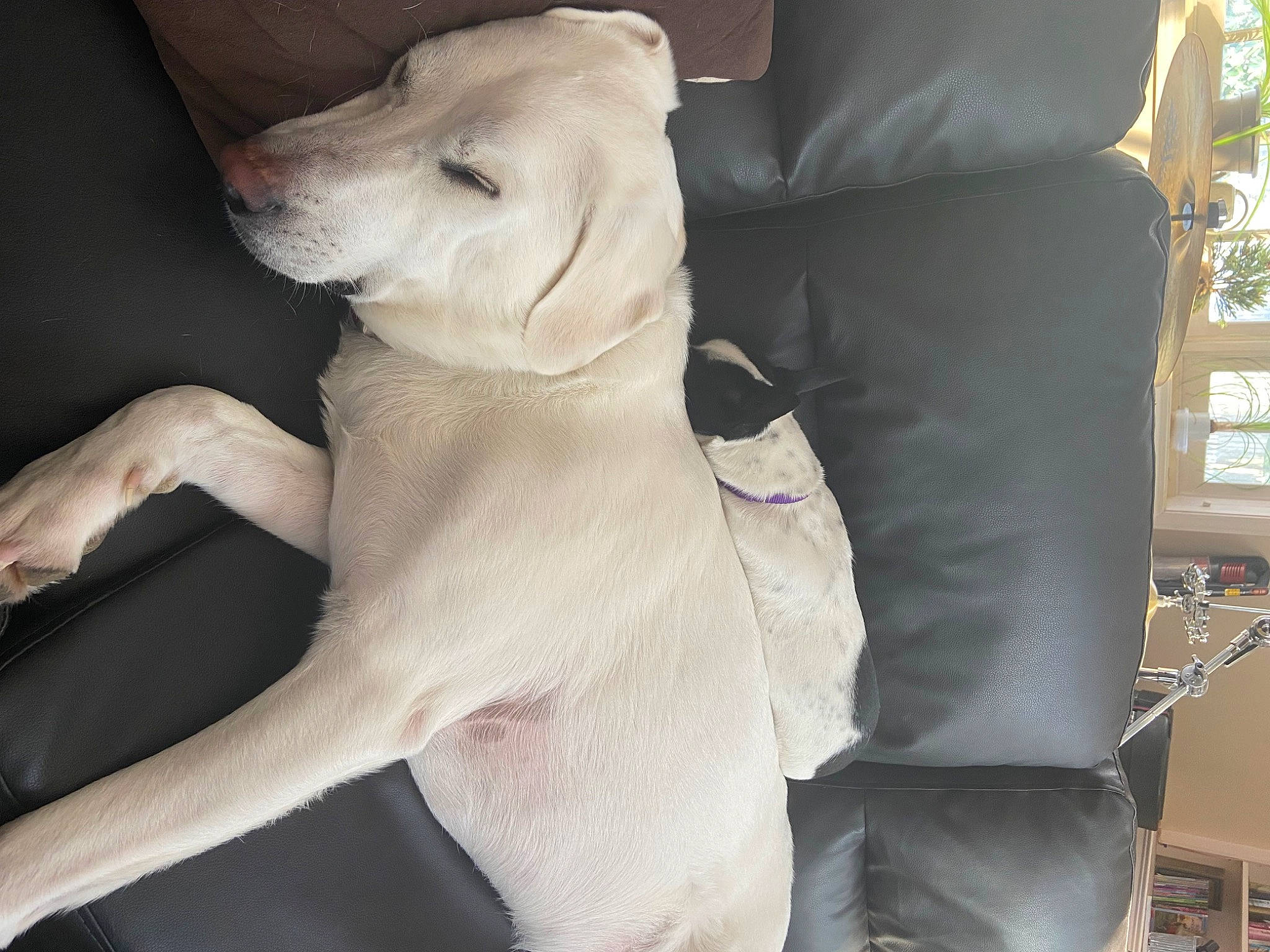 Oz joined the competition — help win amazing prizes! abdomen, canidae, carnivore, chest, comfort, companion_dog, dog, dog_breed, fashion_accessory, fawn, fur, human_leg, jaw, knee, snout, sporting_group, tail, toy_dog, trunk, working_animal