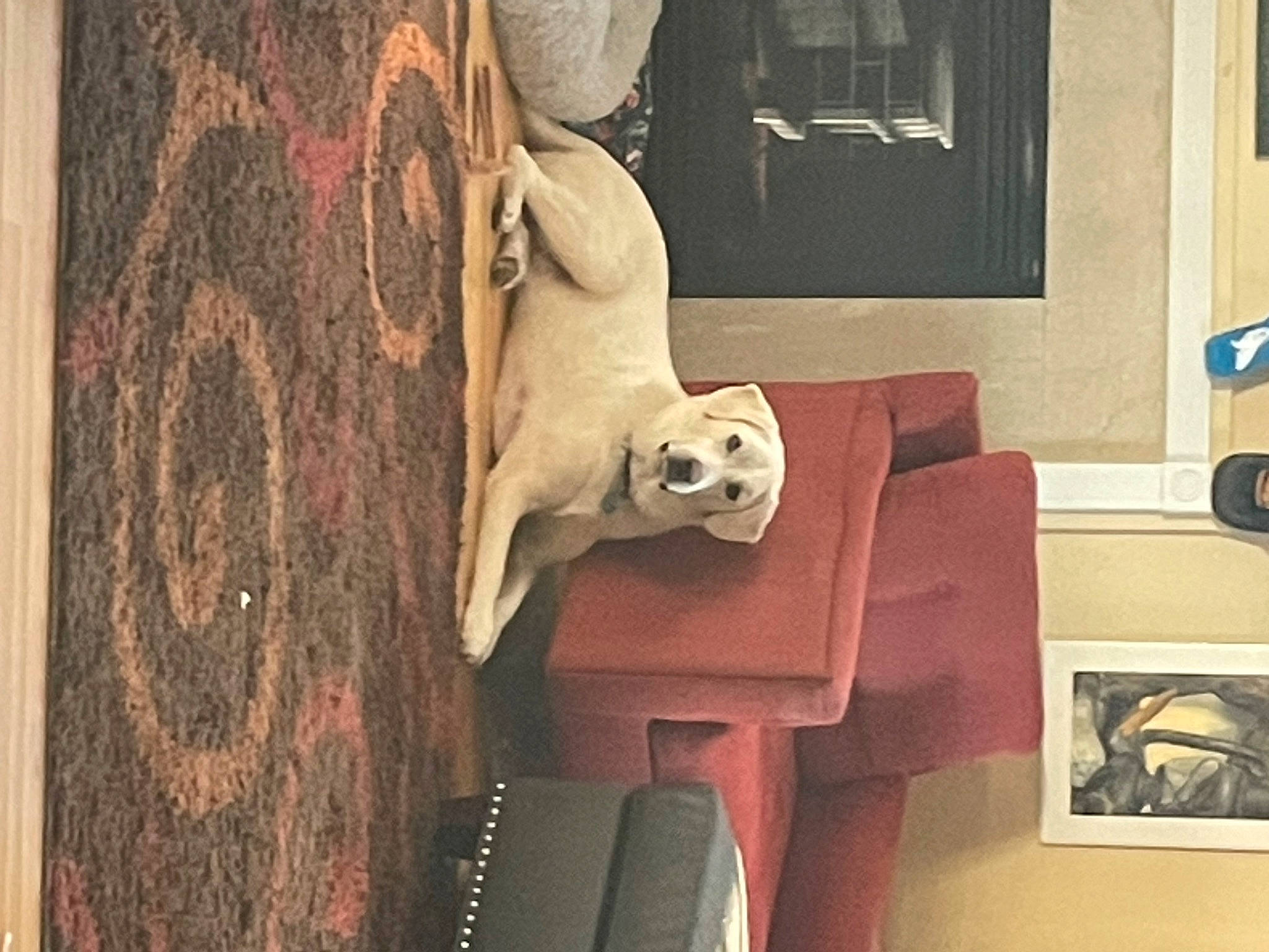 Oz joined the competition — help win amazing prizes! art, comfort, fawn, flooring, fur, hardwood, house, interior_design, linens, living_room, room, sculpture, statue, still_life, stuffed_toy, textile, toy, visual_arts, window, wood