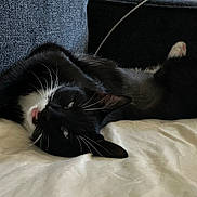 Lemonade joined the competition — help win amazing prizes! animal, black_fur, cat, closeup, couch, cute, domestic_cat, feline, fur, indoor, lying_down, pet, relaxing, resting, sleeping, tuxedo_cat, whisker, whiskers, white_paw, white_surface