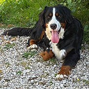 Maïna Et Utah participe au concours pour gagner de l'argent avec cette photo : dog, bernese_mountain_dog, animal, pet, outdoor, grass, plants, tongue_out, lying_down, fur, black_fur, brown_fur, white_fur, nature, rocks, daylight, happy, canine, mammal, closeup