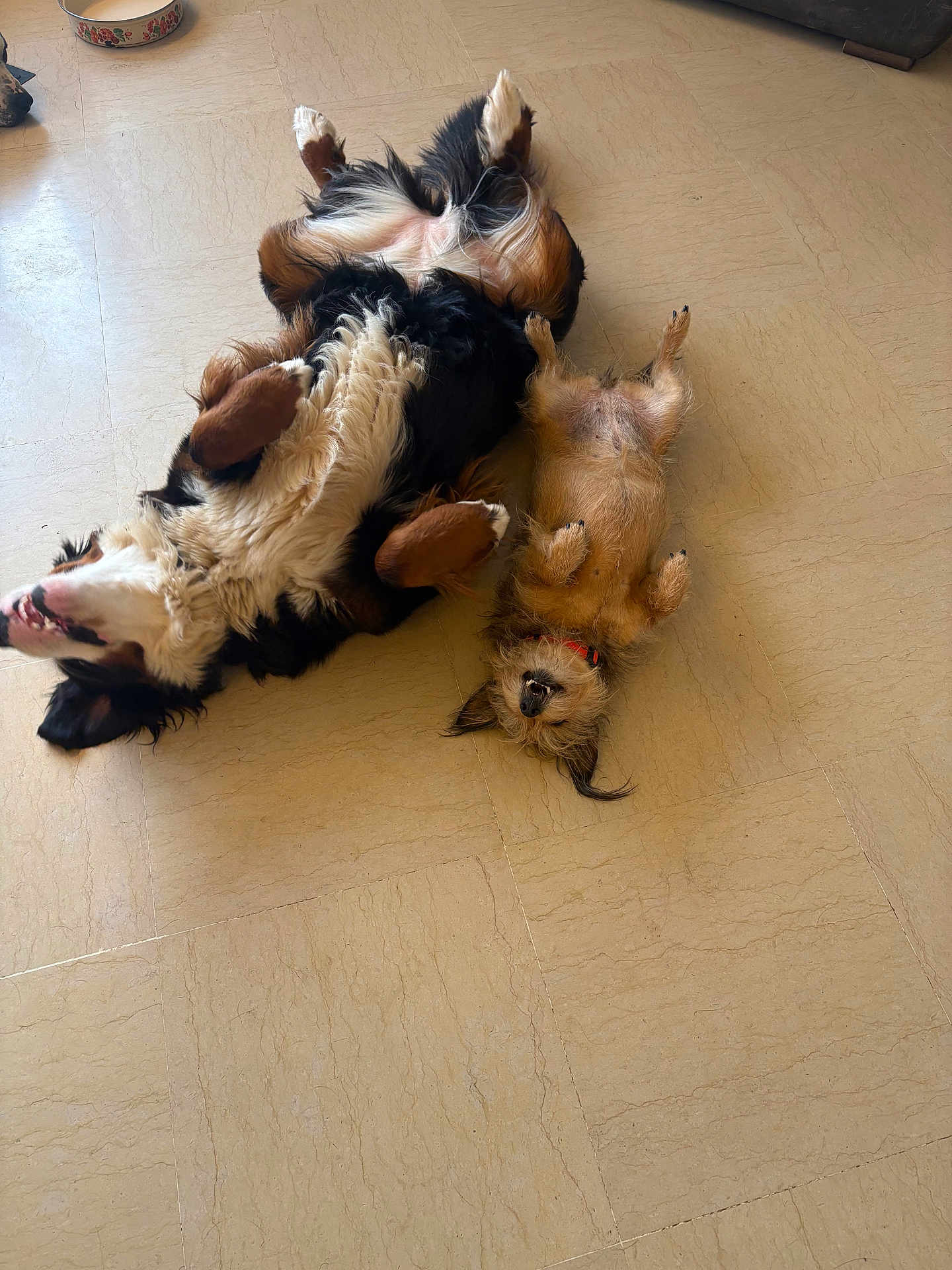 Maïna Et Utah a rejoint le concours — aidez-le/la à gagner de superbes lots ! dog, lying_down, floor, tile_floor, relaxed, pet, two_dogs, indoor, playful, cute, funny, canine, fur, paw, collar, smile, resting, companion, domestic_animal, happy