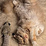 cat, fluffy, lying_down, toy, furry_surface, playful, pet, indoor, closeup, whiskers, orange_eyes, soft_texture, cute, animal, relaxed, paws, domestic_cat, feline, fur, resting