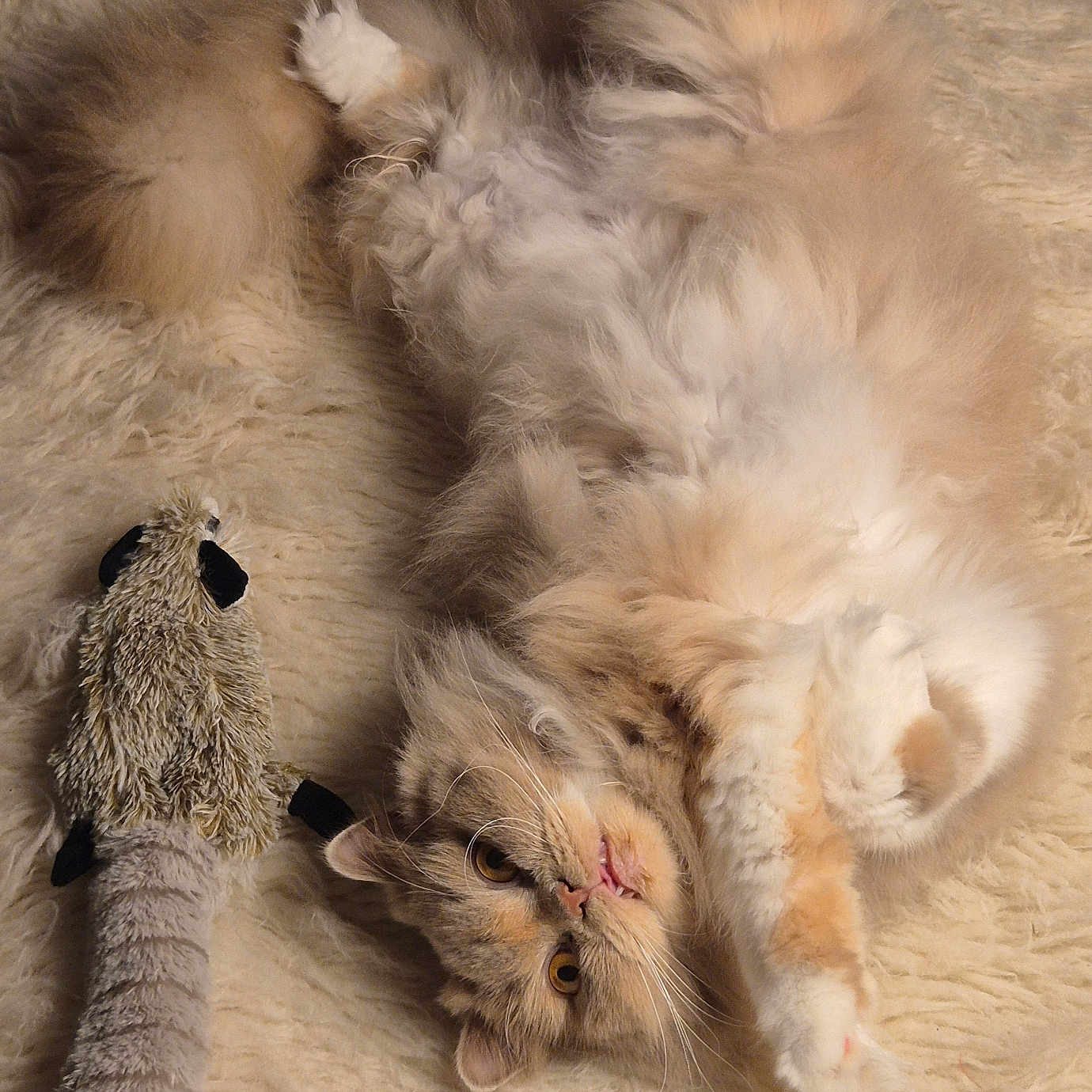 Ugoline a rejoint le concours — aidez-le/la à gagner de superbes lots ! animal, cat, closeup, cute, domestic_cat, feline, fluffy, fur, furry_surface, indoor, lying_down, orange_eyes, paws, pet, playful, relaxed, resting, soft_texture, toy, whiskers