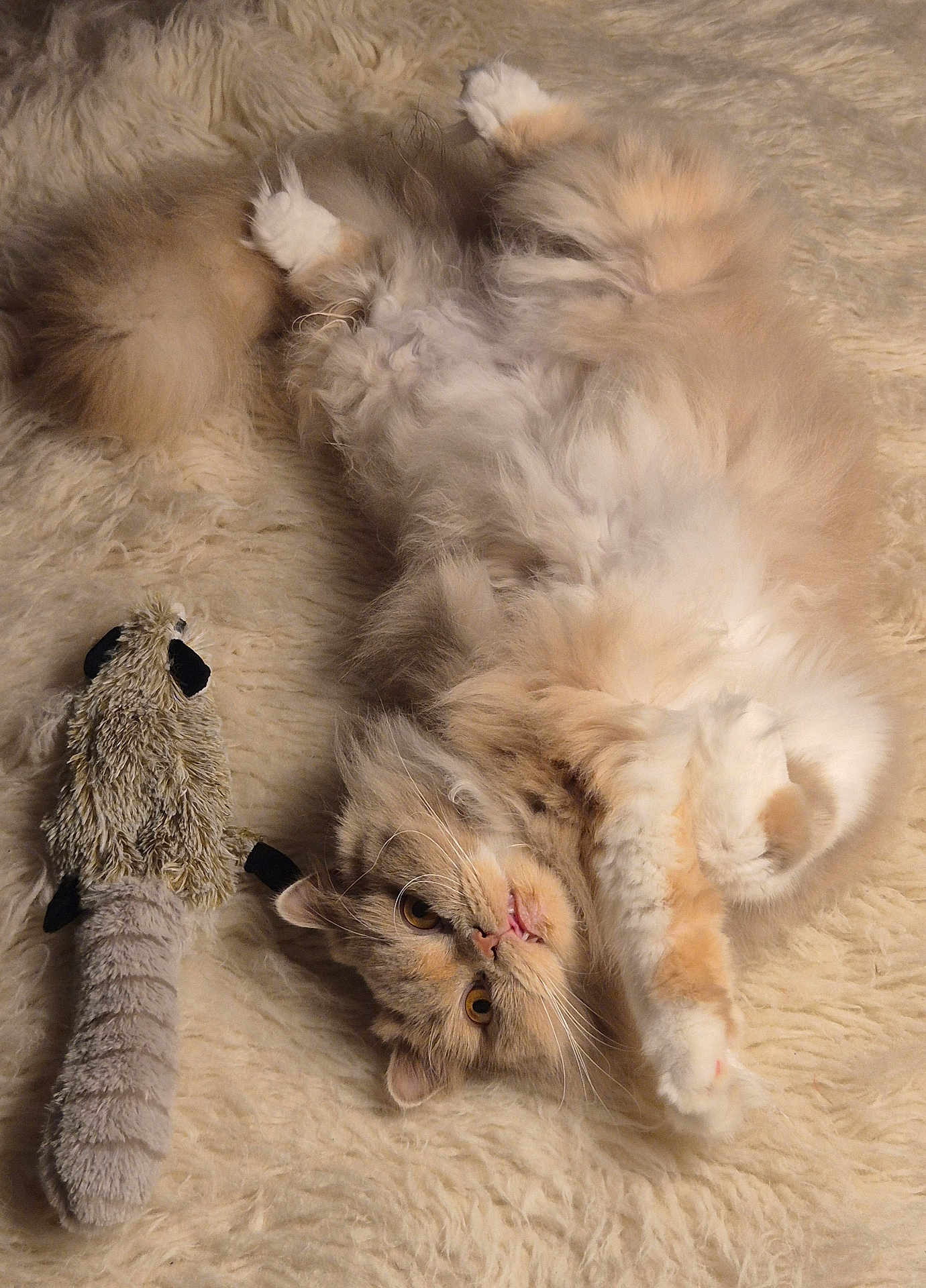 Ugoline a rejoint le concours — aidez-le/la à gagner de superbes lots ! cat, fluffy, lying_down, toy, furry_surface, playful, pet, indoor, closeup, whiskers, orange_eyes, soft_texture, cute, animal, relaxed, paws, domestic_cat, feline, fur, resting