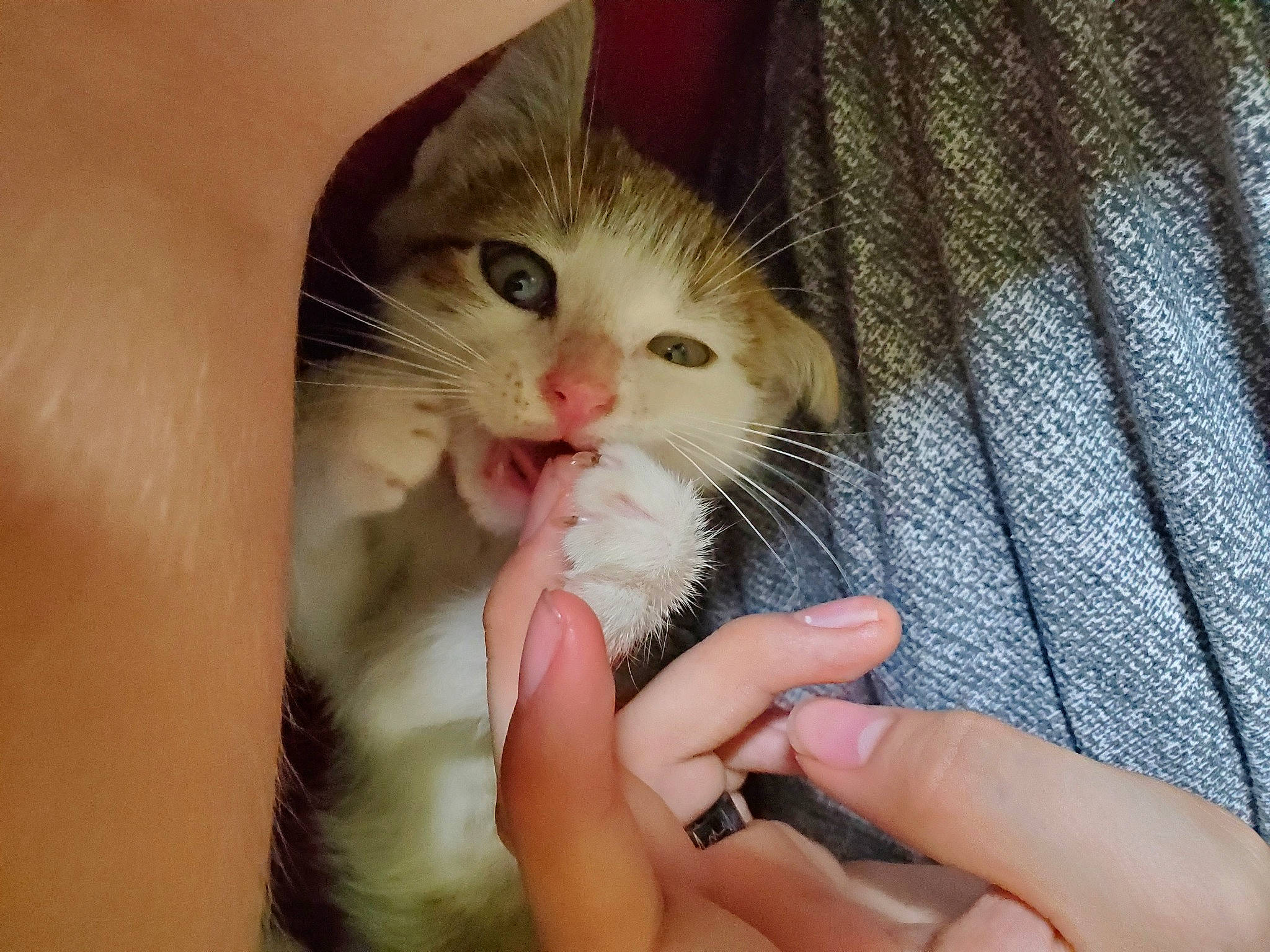 Genji is registered to the contest to win money with this photo: american_curl, asian, carnivore, cat, claw, eye, fawn, felidae, finger, fur, hand, kitten, mammal, nail, polydactyl_cat, singapura, small_to_medium_sized_cats, snout, turkish_van, whiskers