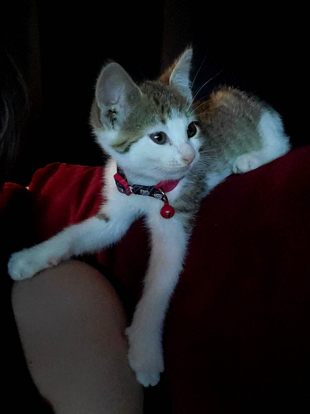 Genji is registered to the contest to win money with this photo: aegean_cat, american_wirehair, carnivore, cat, domestic_short_haired_cat, ear, eye, fawn, felidae, fur, kitten, mammal, ojos_azules, small_to_medium_sized_cats, snout, tail, turkish_angora, turkish_van, whiskers, white