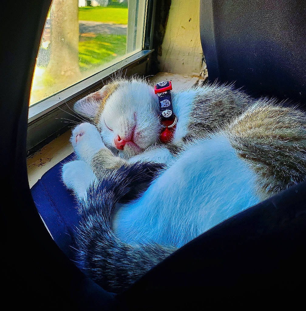 Genji is registered to the contest to win money with this photo: cat, eye, felidae, fur, nap, nose, photography, small_to_medium_sized_cats, snout, tail, whiskers, window