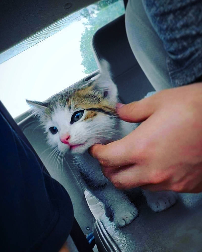 Genji joined the competition — help win amazing prizes! aegean_cat, carnivore, cat, domestic_short_haired_cat, european_shorthair, felidae, fur, hand, kitten, leg, nail, nose, ojos_azules, polydactyl_cat, small_to_medium_sized_cats, tabby_cat, turkish_van, whiskers