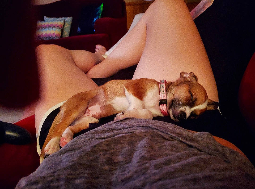 Evie is registered to the contest to win money with this photo: canidae, carnivore, comfort, companion_dog, dog, dog_breed, fawn, italian_greyhound, lap, leg, lurcher, nap, non_sporting_group, puggle, puppy, puppy_love, toy_dog, whippet