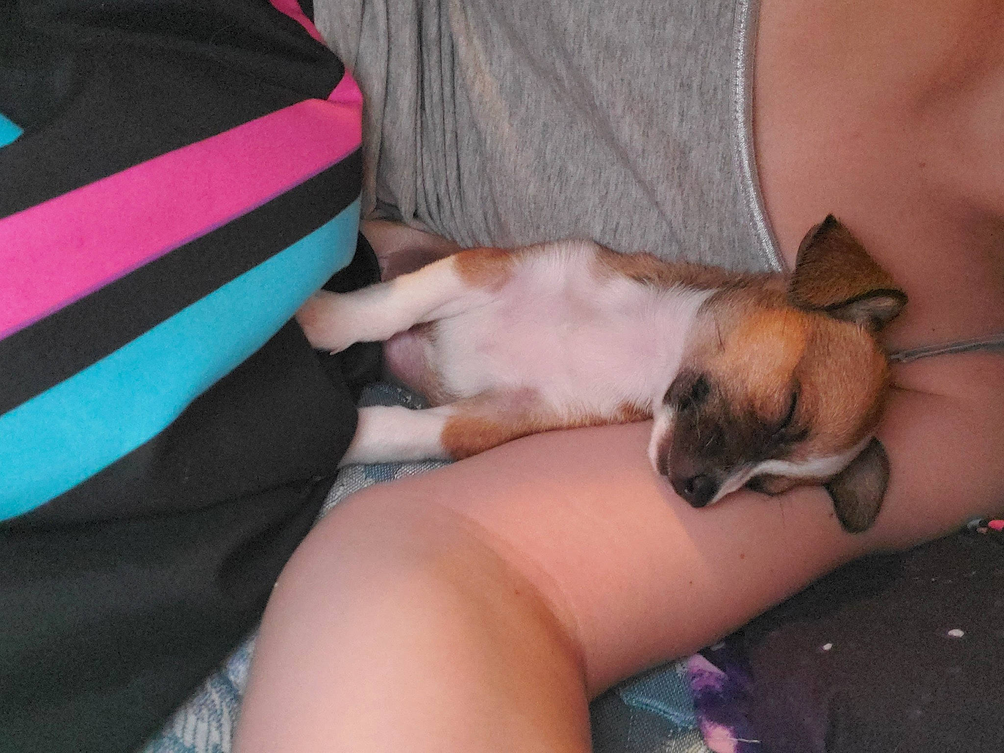 Evie joined the competition — help win amazing prizes! canidae, carnivore, companion_dog, dog, dog_breed, ear, fawn, non_sporting_group, puppy, puppy_love