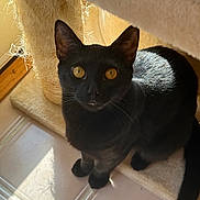 Barry joined the competition — help win amazing prizes! animal, black_cat, cat, cat_tree, curious, cute, domestic_cat, feline, floor_tiles, fur, golden_eyes, home, indoor, looking_up, pet, portrait, shadow, sisal_post, sunlight, whiskers