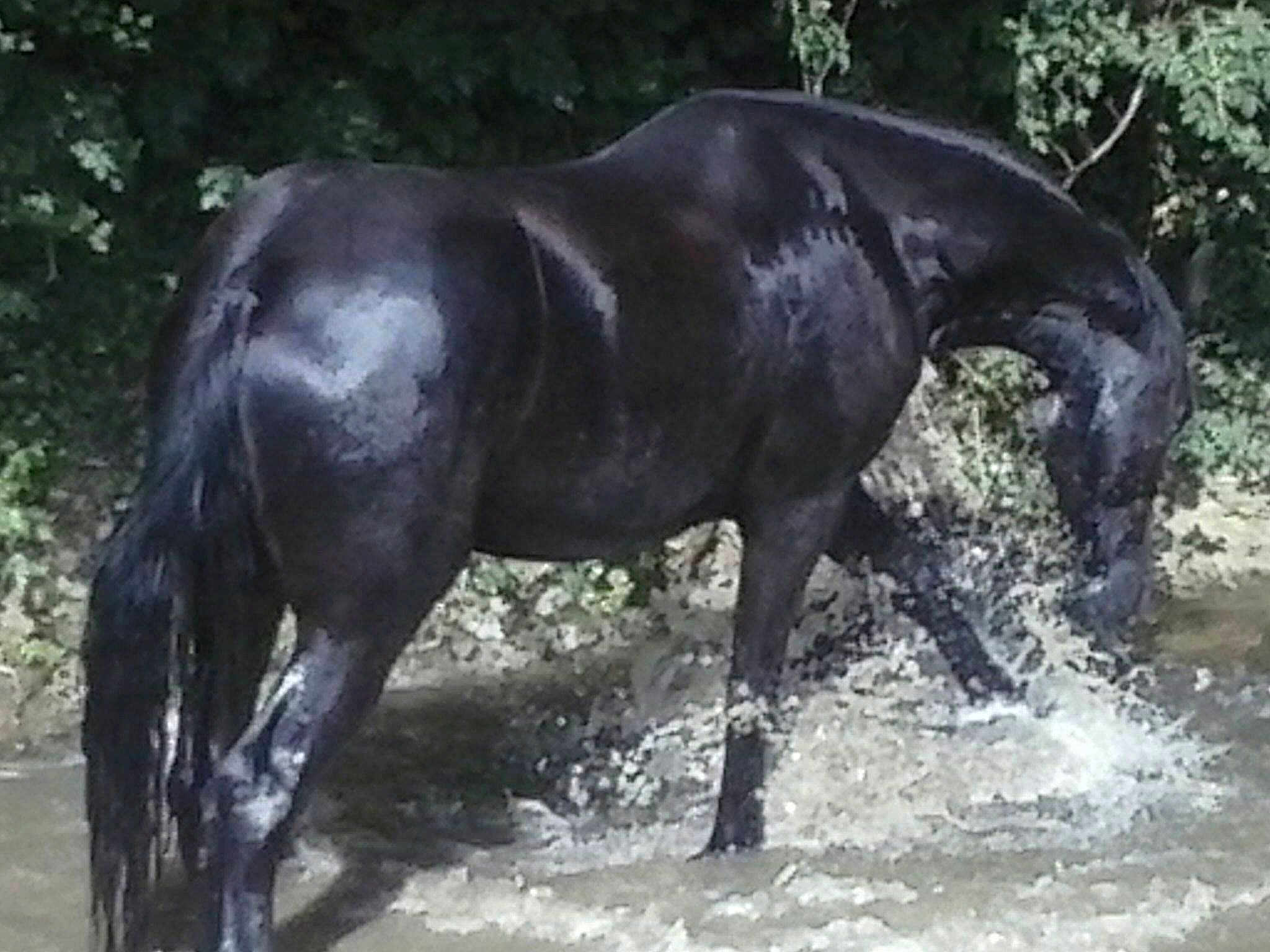 Hielke De Saint Christophe