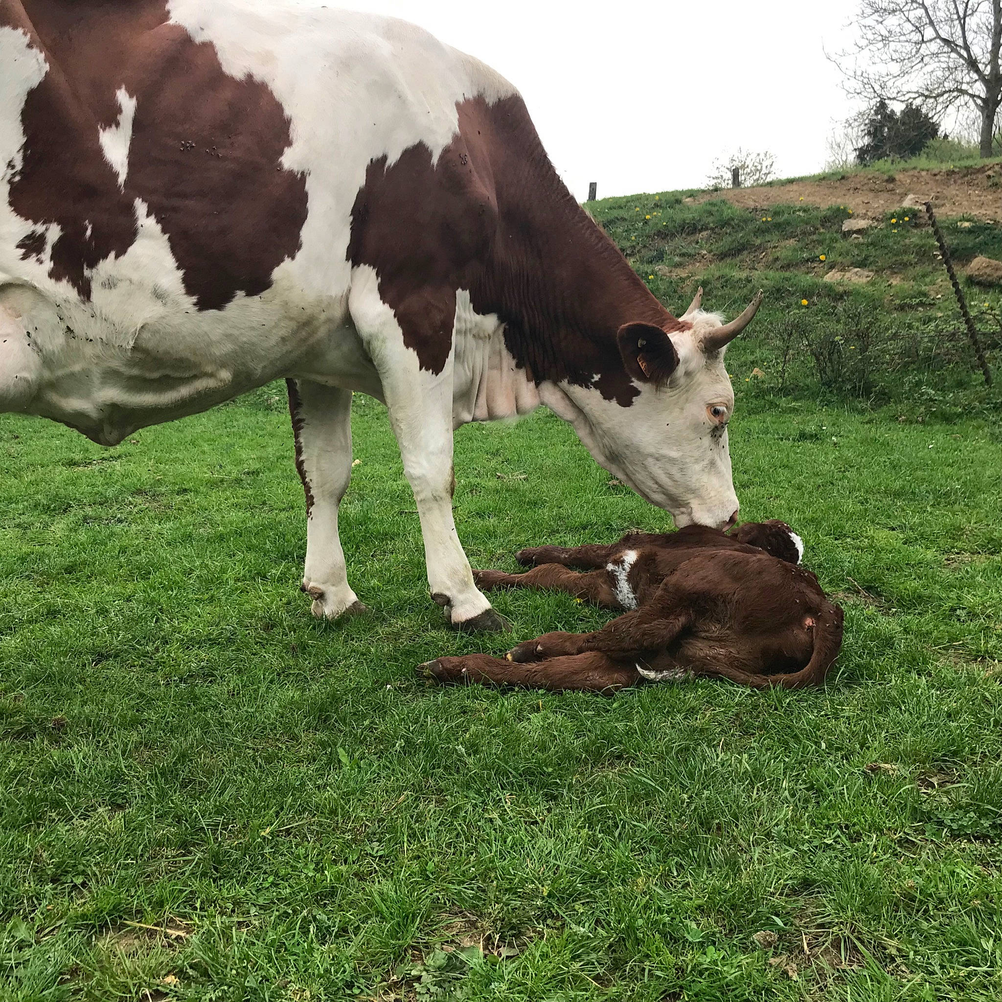Jeanne participe au concours pour gagner de l'argent avec cette photo : bovine, calf, cow_goat_family, dairy, dairy_cow, farm, fawn, fodder, grass, grassland, grazing, livestock, mammal, meadow, natural_environment, pasture, plant, rural_area, terrestrial_animal