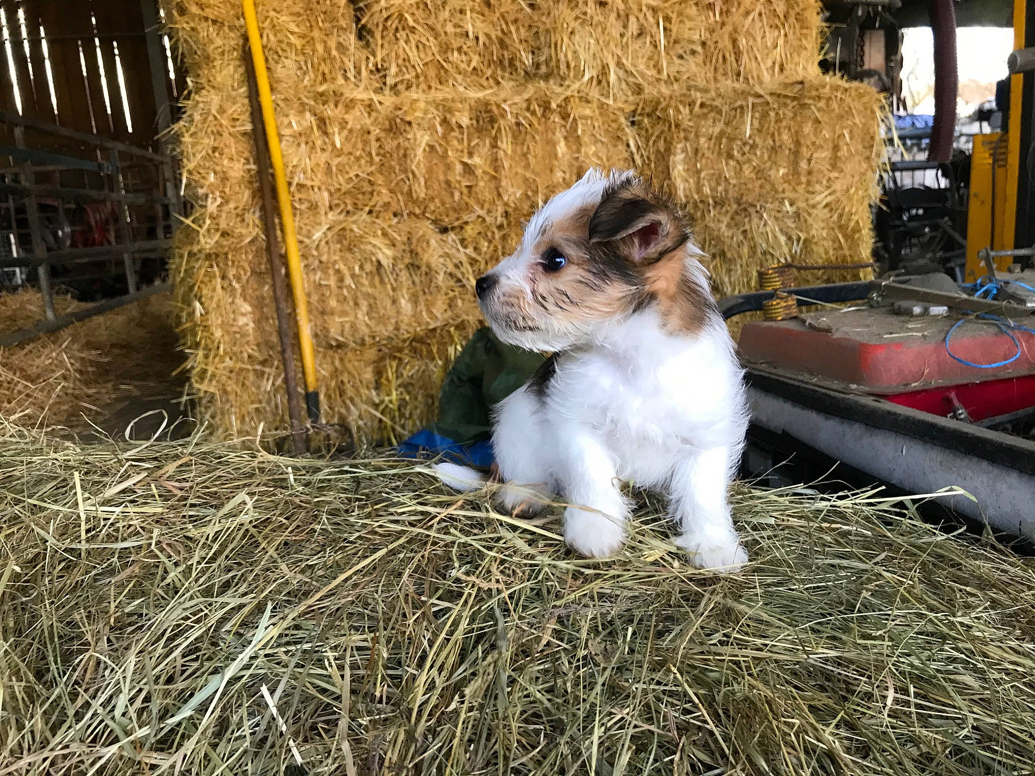 Poker a rejoint le concours — aidez-le/la à gagner de superbes lots ! canidae, companion_dog, dog, dog_breed, goats, mammal, straw, vertebrate