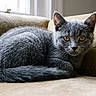 Bidouille a rejoint le concours — aidez-le/la à gagner de superbes lots ! alert, animal, cat, couch, cozy, curled_up, cute, domestic_cat, feline, furniture, gray_cat, indoor, kitten, looking_at_camera, pet, relaxing, resting, soft_fur, window_light, young_cat