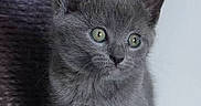 Bidouille participe au concours pour gagner de l'argent avec cette photo : animal, cat, curious, cute, domestic_animal, ears, eyes, feline, fur, gray_cat, indoor, kitten, pet, portrait, scratching_post, sitting, small, soft_texture, whiskers, young_cat