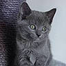 animal, cat, curious, cute, domestic_animal, ears, eyes, feline, fur, gray_cat, indoor, kitten, pet, portrait, scratching_post, sitting, small, soft_texture, whiskers, young_cat