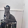 animal, aquarium, curious, door, feline, fish_tank, glass, gray_cat, home, indoor, kitten, looking_at_camera, pet, plant, reflection, sitting, small_fish_tank, water, white_wall, young_cat