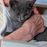 Bidouille participe au concours pour gagner de l'argent avec cette photo : affection, animal, calm, cat, close_up, comfort, cuddle, domestic, elderly_person, gentle, gray_kitten, hands, holding, indoor, kitten, pet, relaxation, soft_light, white_clothing, wrinkled_skin