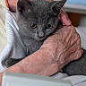 affection, animal, calm, cat, close_up, comfort, cuddle, domestic, elderly_person, gentle, gray_kitten, hands, holding, indoor, kitten, pet, relaxation, soft_light, white_clothing, wrinkled_skin