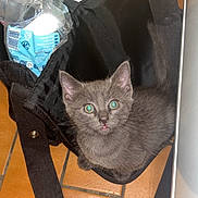 Bidouille a rejoint le concours — aidez-le/la à gagner de superbes lots ! kitten, cat, gray_cat, bag, black_bag, floor, tile_floor, green_eyes, pet, cute, indoor, household_items, curious, animal, small_animal, feline, domestic_cat, looking_up, tongue_out, young_cat