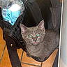 animal, bag, black_bag, cat, curious, cute, domestic_cat, feline, floor, gray_cat, green_eyes, household_items, indoor, kitten, looking_up, pet, small_animal, tile_floor, tongue_out, young_cat