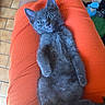 Bidouille a rejoint le concours — aidez-le/la à gagner de superbes lots ! kitten, cat, gray, feline, pet, animal, cute, relaxed, orange, fabric, texture, indoor, floor, tile, paw, fur, whiskers, eyes, resting, lap