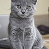 adorable, animal, cat, curious, cute, domestic_cat, ears, eyes, face, feline, fur, gray_cat, indoor, kitten, pet, portrait, sitting, whiskers, wooden_surface, young_cat
