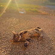 Guapa participe au concours pour gagner de l'argent avec cette photo : animal, cat, cute, daylight, fur, gravel, ground, lying_down, mammal, nature, outdoor, peaceful, pet, playful, relaxed, sunlight, sunset, tabby_cat, warm_light, whiskers