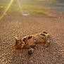 animal, cat, cute, daylight, fur, gravel, ground, lying_down, mammal, nature, outdoor, peaceful, pet, playful, relaxed, sunlight, sunset, tabby_cat, warm_light, whiskers