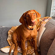 Nala joined the competition — help win amazing prizes! dog, puppy, brown_dog, sitting, couch, blanket, indoor, home, portrait, pet, collar, floppy_ears, brown_eyes, sunlight, window, cushion, cozy, cute, animal, photography
