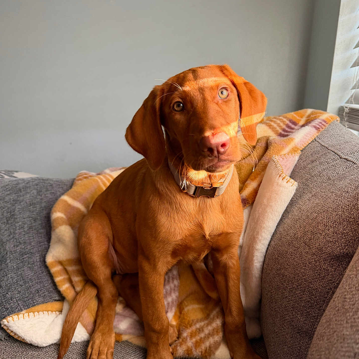 Nala joined the competition — help win amazing prizes! dog, puppy, brown_dog, sitting, couch, blanket, indoor, home, portrait, pet, collar, floppy_ears, brown_eyes, sunlight, window, cushion, cozy, cute, animal, photography