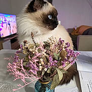 Iris a rejoint le concours — aidez-le/la à gagner de superbes lots ! cat, siamese_cat, blue_eyes, fluffy, flower_bouquet, dried_flowers, glass_vase, table, papers, bubble_wrap, living_room, television, blurred_background, indoor, pet, feline, sitting, side_profile, decor, houseplant