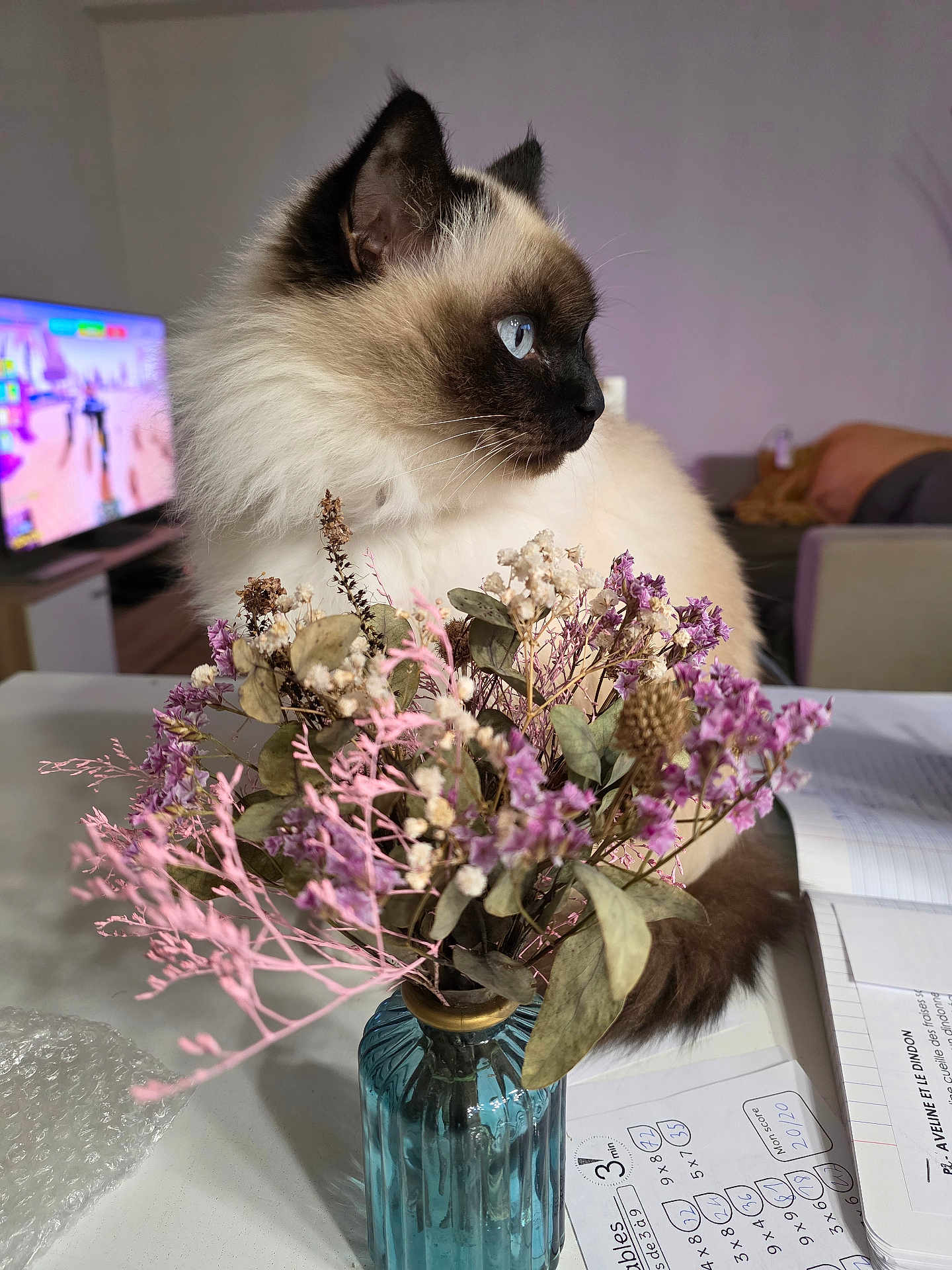 Iris a rejoint le concours — aidez-le/la à gagner de superbes lots ! cat, siamese_cat, blue_eyes, fluffy, flower_bouquet, dried_flowers, glass_vase, table, papers, bubble_wrap, living_room, television, blurred_background, indoor, pet, feline, sitting, side_profile, decor, houseplant