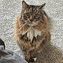 carpet, cat, close_up, cute, domestic_animal, feline, floor, fluffy, fur, green_eyes, indoor, long_hair, looking_at_camera, paw, pet, portrait, sitting, tabby, whiskers, white_chest