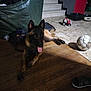 animal, black, brown, casual, dog, floor, furniture, household, indoor, leather_couch, pet, playful, relaxed, room, shadow, soccer_ball, stairs, tongue_out, toy_car, wooden_floor