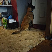 Venim participe au concours pour gagner de l'argent avec cette photo : animal, brown_dog, collar, dim_light, dog, door, floor, household_items, indoor, package, pet, quiet, room, shoes, side_view, still, tile_floor, trash_bin, waiting, wall