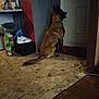 animal, brown_dog, collar, dim_light, dog, door, floor, household_items, indoor, package, pet, quiet, room, shoes, side_view, still, tile_floor, trash_bin, waiting, wall