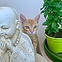 kitten, cat, orange_tabby, statue, meditation, plant, green_leaves, flowerpot, curious, pet, animal, indoor, closeup, decor, background, porcelain, sculpture, peaceful, young_cat, feline
