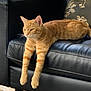 Cooki a rejoint le concours — aidez-le/la à gagner de superbes lots ! cat, orange_tabby, leather_couch, indoor, pet, relaxed, feline, green_eyes, stretching, animal, domestic_cat, whiskers, ears, paws, fur, cushion, home, furniture, resting, calm