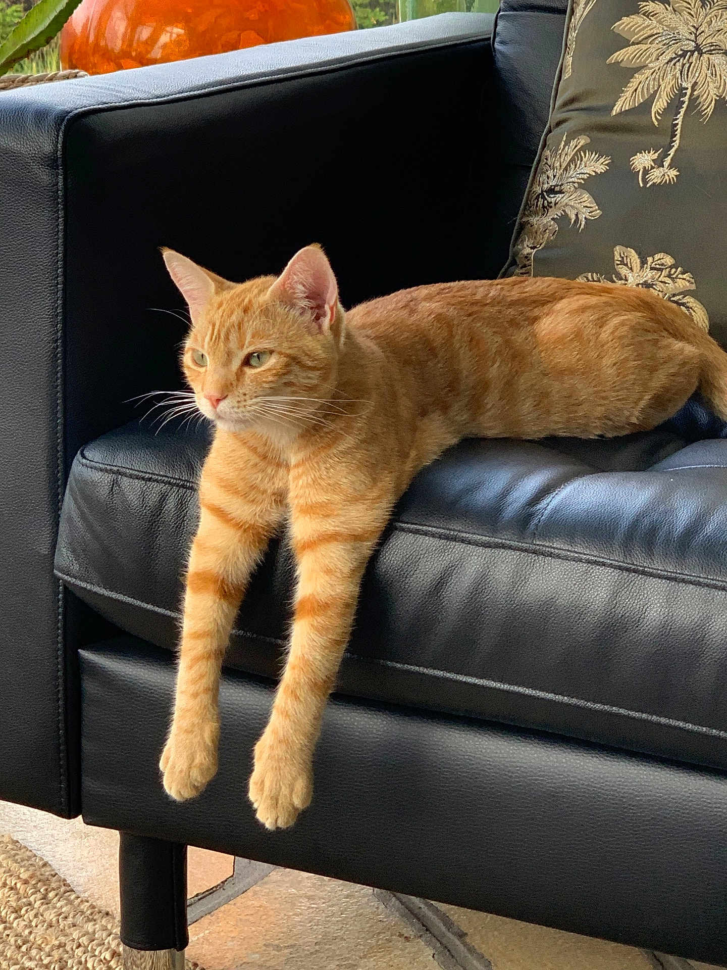 Cooki a rejoint le concours — aidez-le/la à gagner de superbes lots ! cat, orange_tabby, leather_couch, indoor, pet, relaxed, feline, green_eyes, stretching, animal, domestic_cat, whiskers, ears, paws, fur, cushion, home, furniture, resting, calm