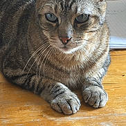 Pamplemousse a rejoint le concours — aidez-le/la à gagner de superbes lots ! animal, cat, closeup, domestic, ears, feline, focused_gaze, fur, household_items, indoor, natural_light, notebook, paws, pet, relaxed, resting, striped, tabby, whiskers, wooden_table