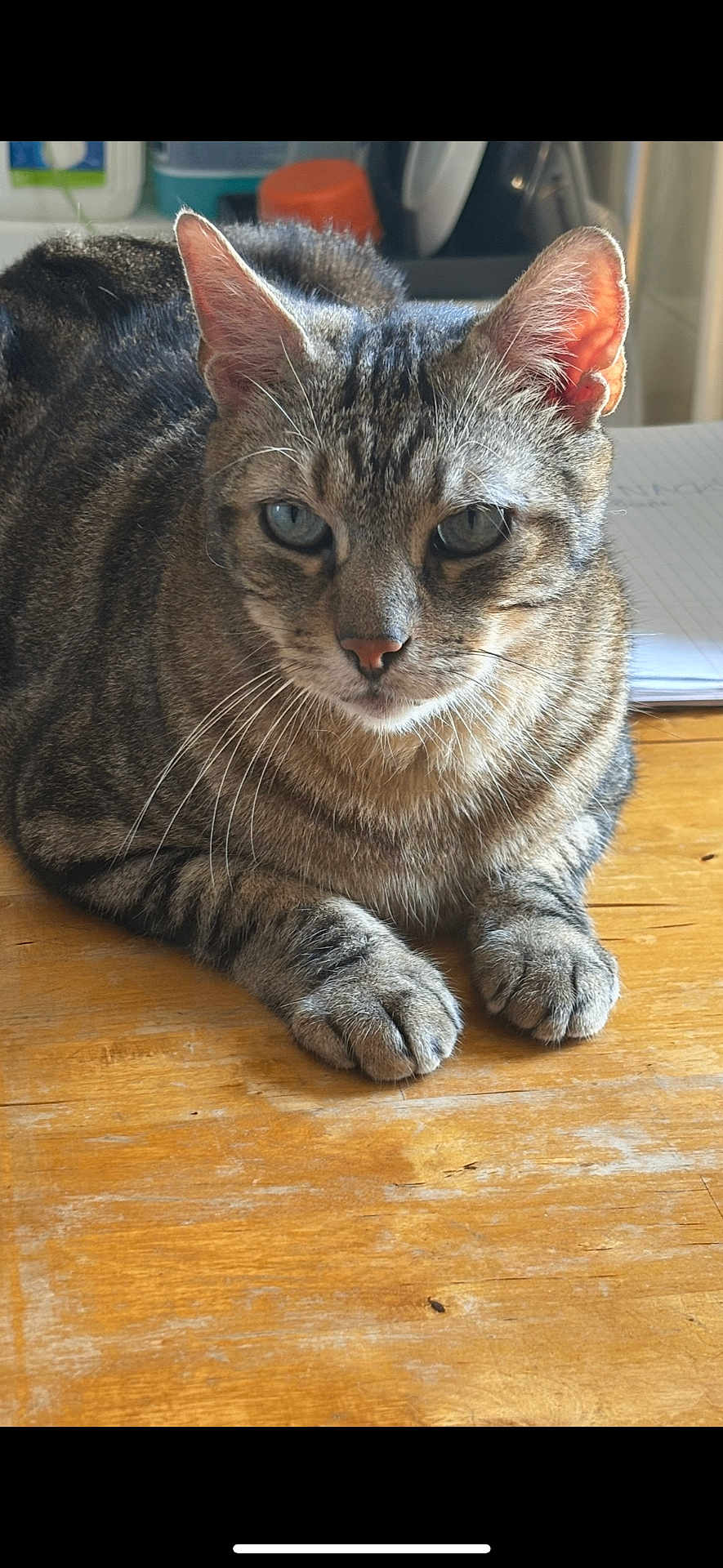 Pamplemousse