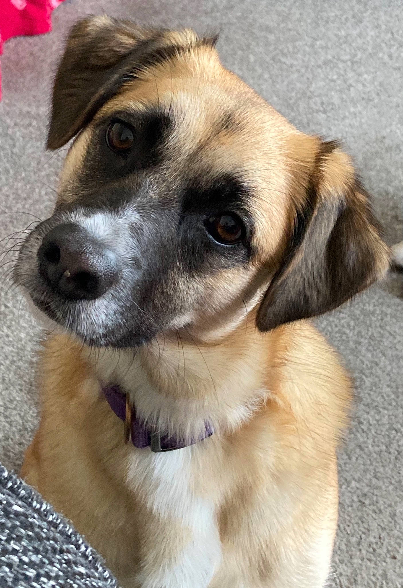 Romi is registered to the contest to win money with this photo: ancient_dog_breeds, canidae, carnivore, collar, companion_dog, dog, dog_breed, eye, fawn, firefighter, fur, head, puppy, snout, sporting_group, street_dog, terrestrial_animal, whiskers, working_animal, working_dog