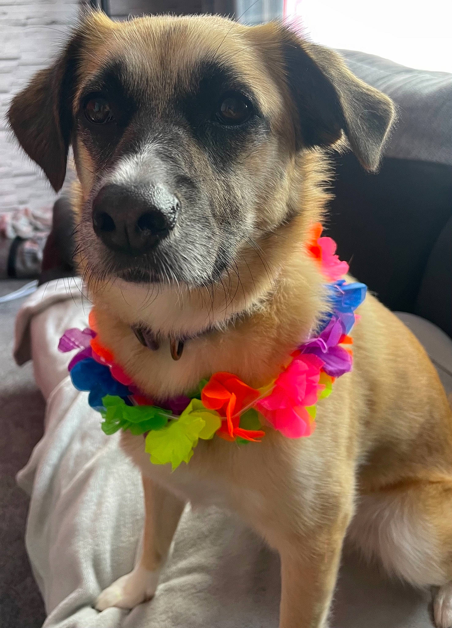 Romi is registered to the contest to win money with this photo: canidae, carnivore, collar, companion_dog, dog, dog_breed, dog_clothes, dog_collar, dog_supply, fashion_accessory, fawn, fur, leash, pet_supply, plant, snout, sporting_group, tail, whiskers, working_animal