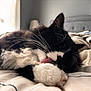 Tiko is registered to the contest to win money with this photo: animal, bed, bedding, black_and_white, cat, close_up, comfortable, cozy, domestic, feline, fur, indoor, licking, paw, pet, relaxed, resting, sleepy, soft_light, whiskers