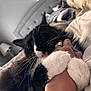 Tiko is registered to the contest to win money with this photo: animal, bed, black_and_white, blanket, cat, closeup, comfort, cozy, fur, hand, indoor, nibbling, paws, person, pet, playful, relaxed, rest, ring, whiskers